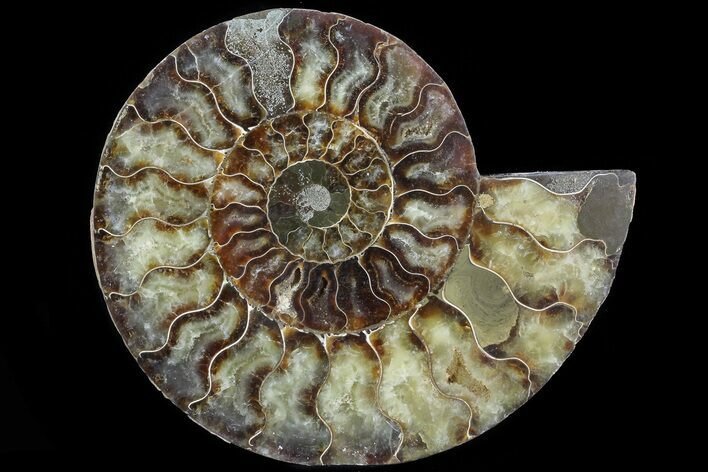 Cut Ammonite Fossil (Half) - Agatized #78333